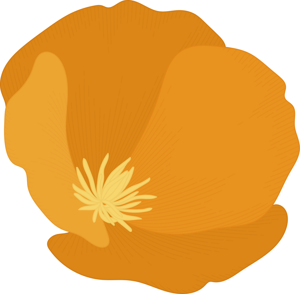 Orange california poppy flower hand drawn illustration.